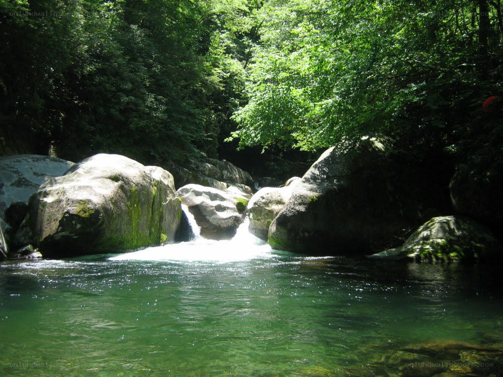 Forest stream with small waterfall