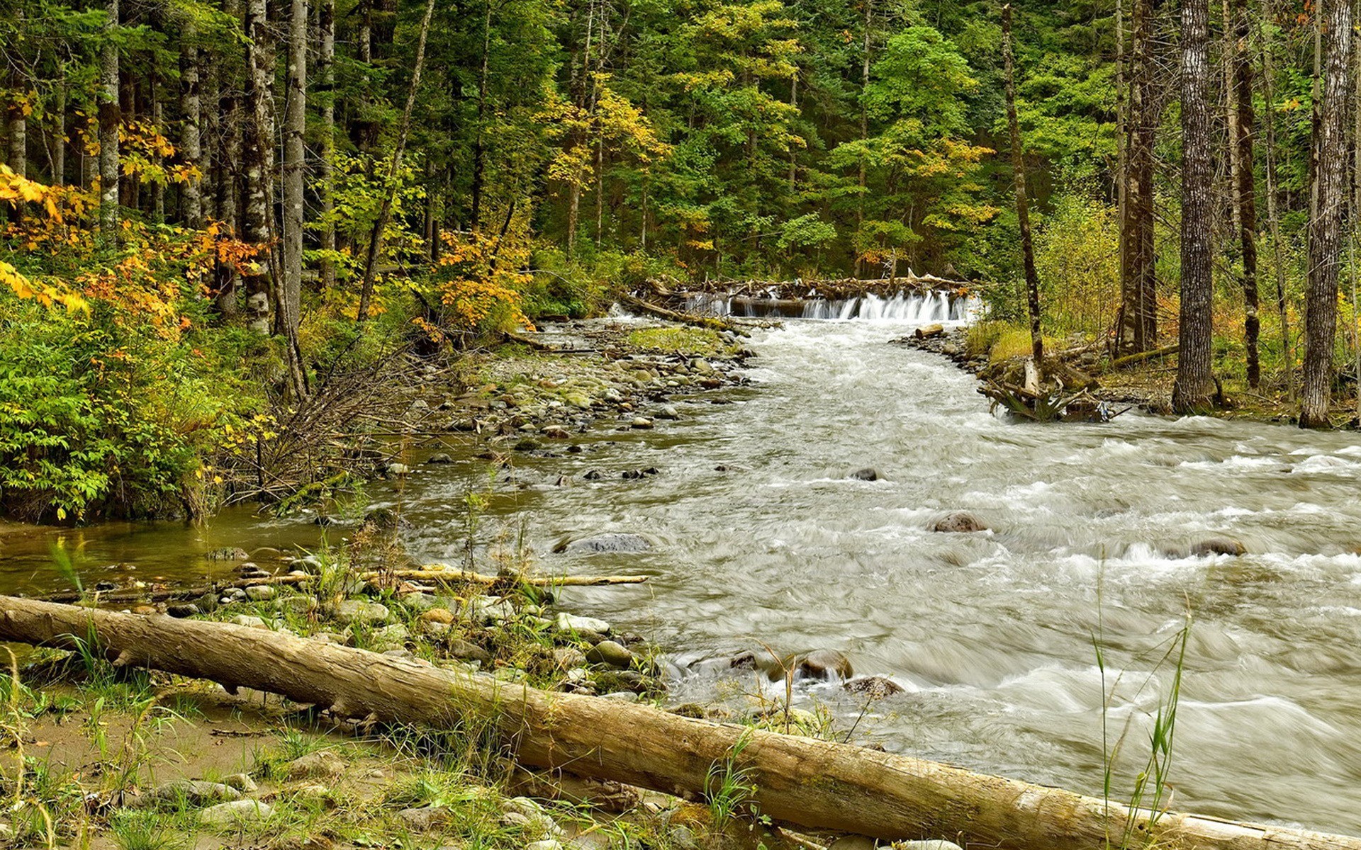 Forest stream with small waterfall