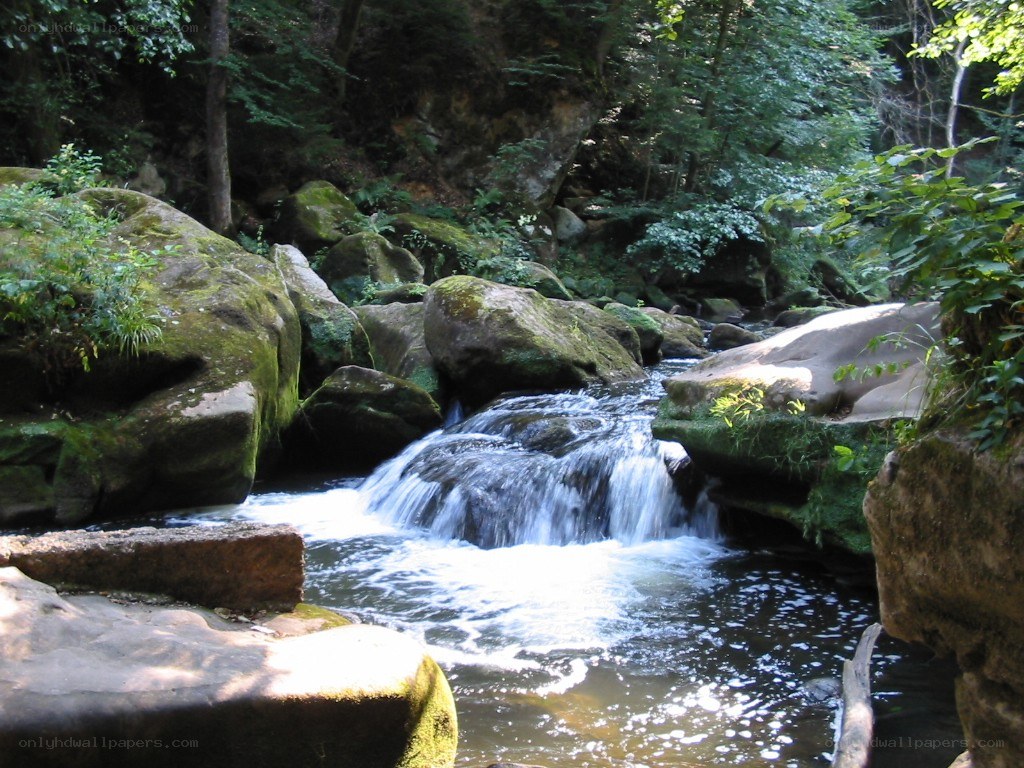 Forest stream with small waterfall
