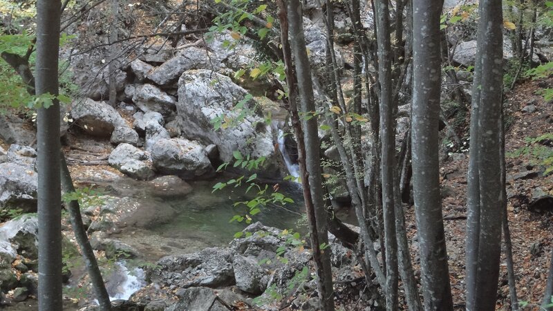 Forest stream with small waterfall