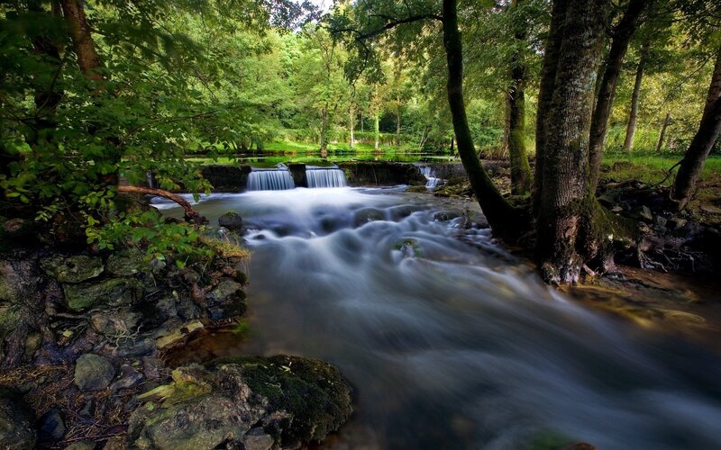 Forest stream with small waterfall