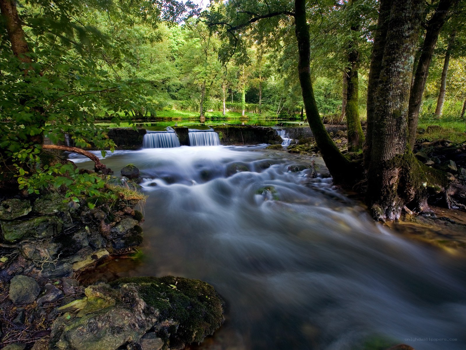 Forest stream with small waterfall