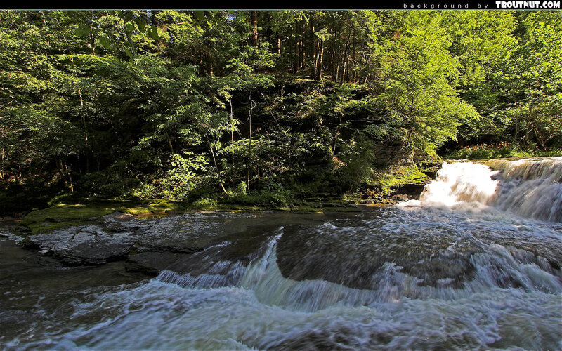 Forest stream with small waterfall