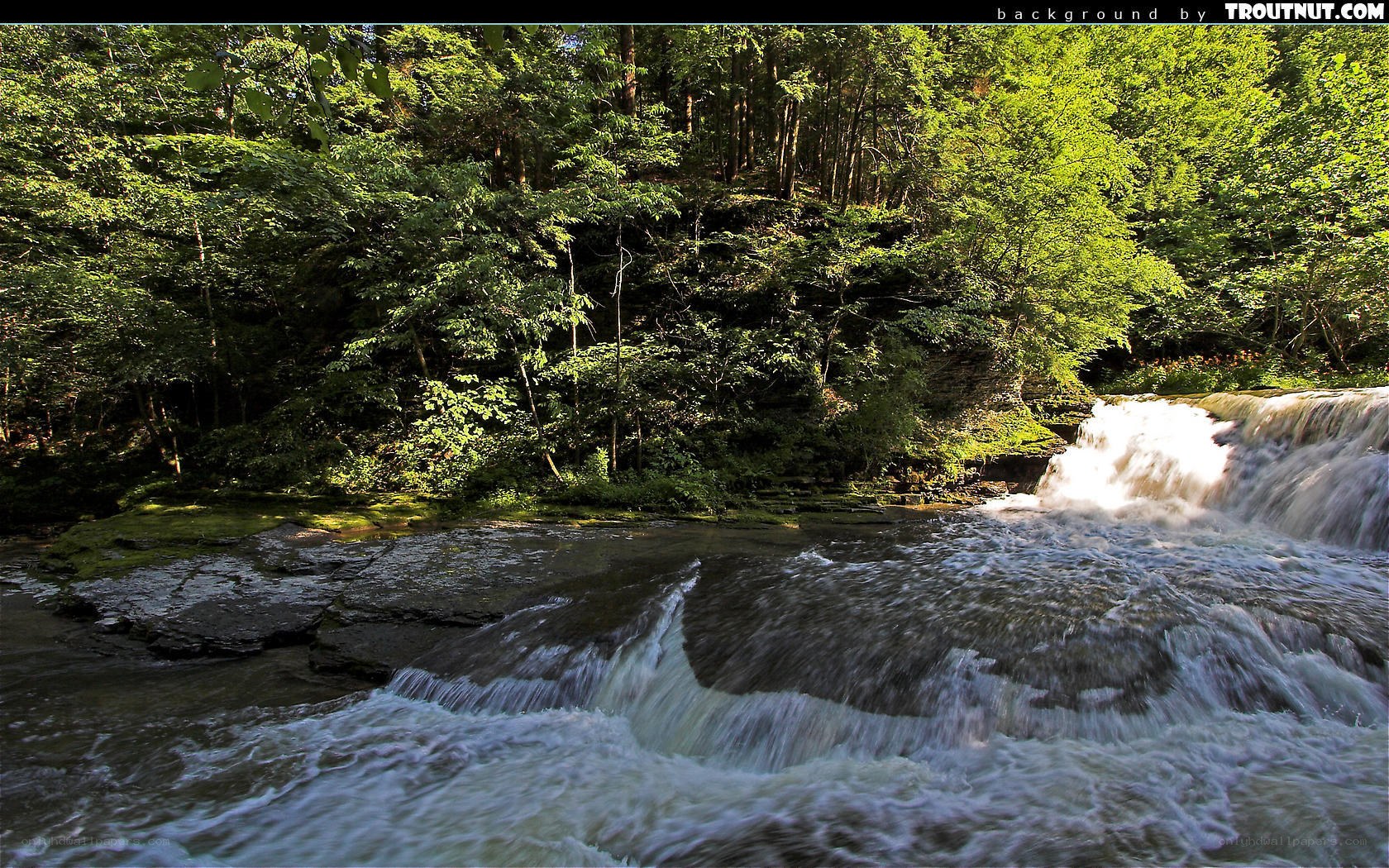 Forest stream with small waterfall