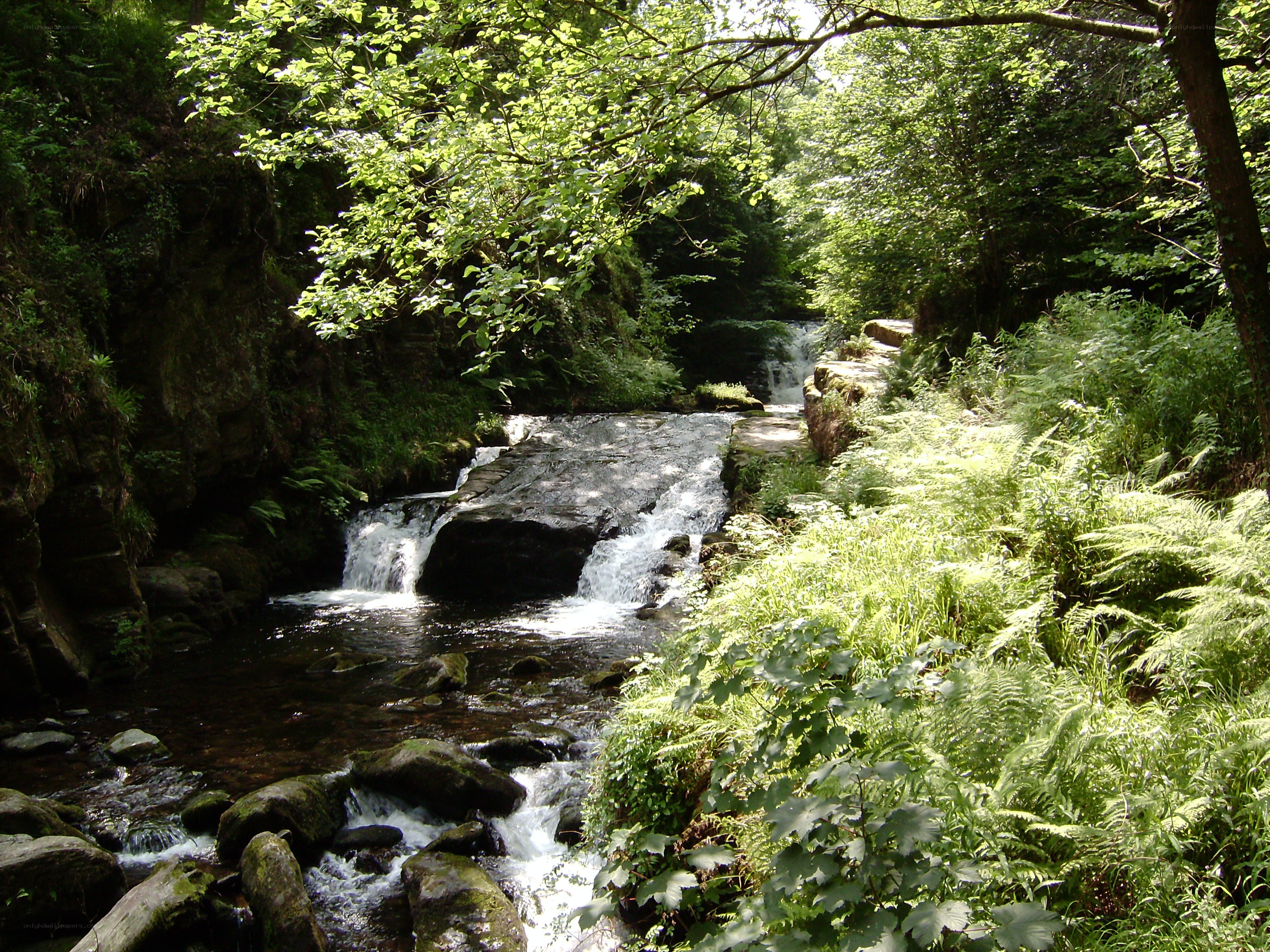 Forest stream with small waterfall