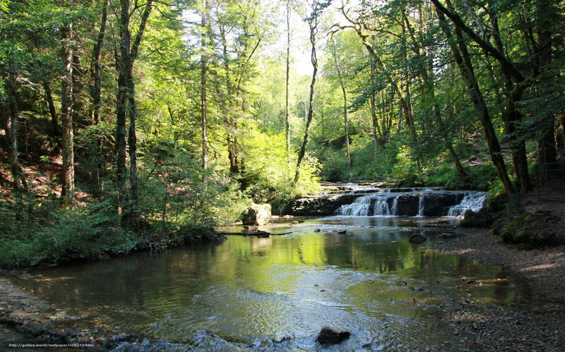 Forest stream with small waterfall