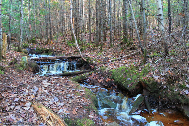 Forest stream with small waterfall