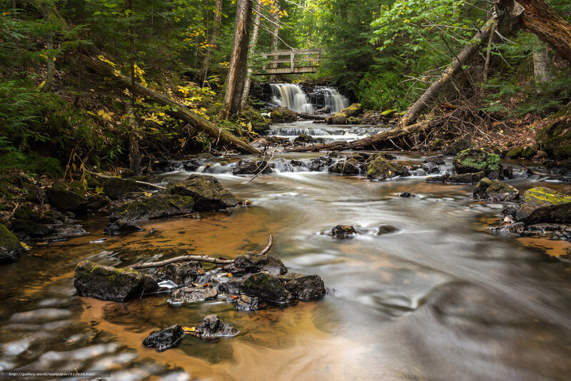 Forest stream with small waterfall