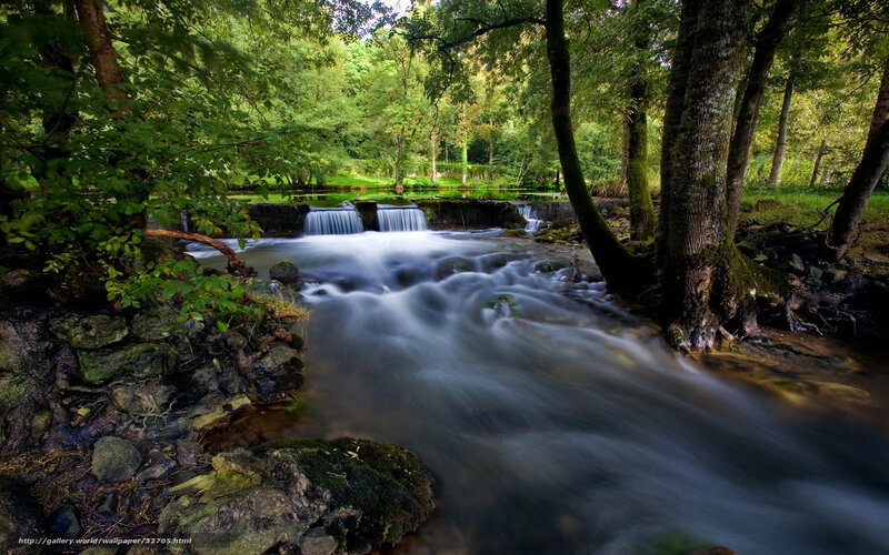 Forest stream with small waterfall