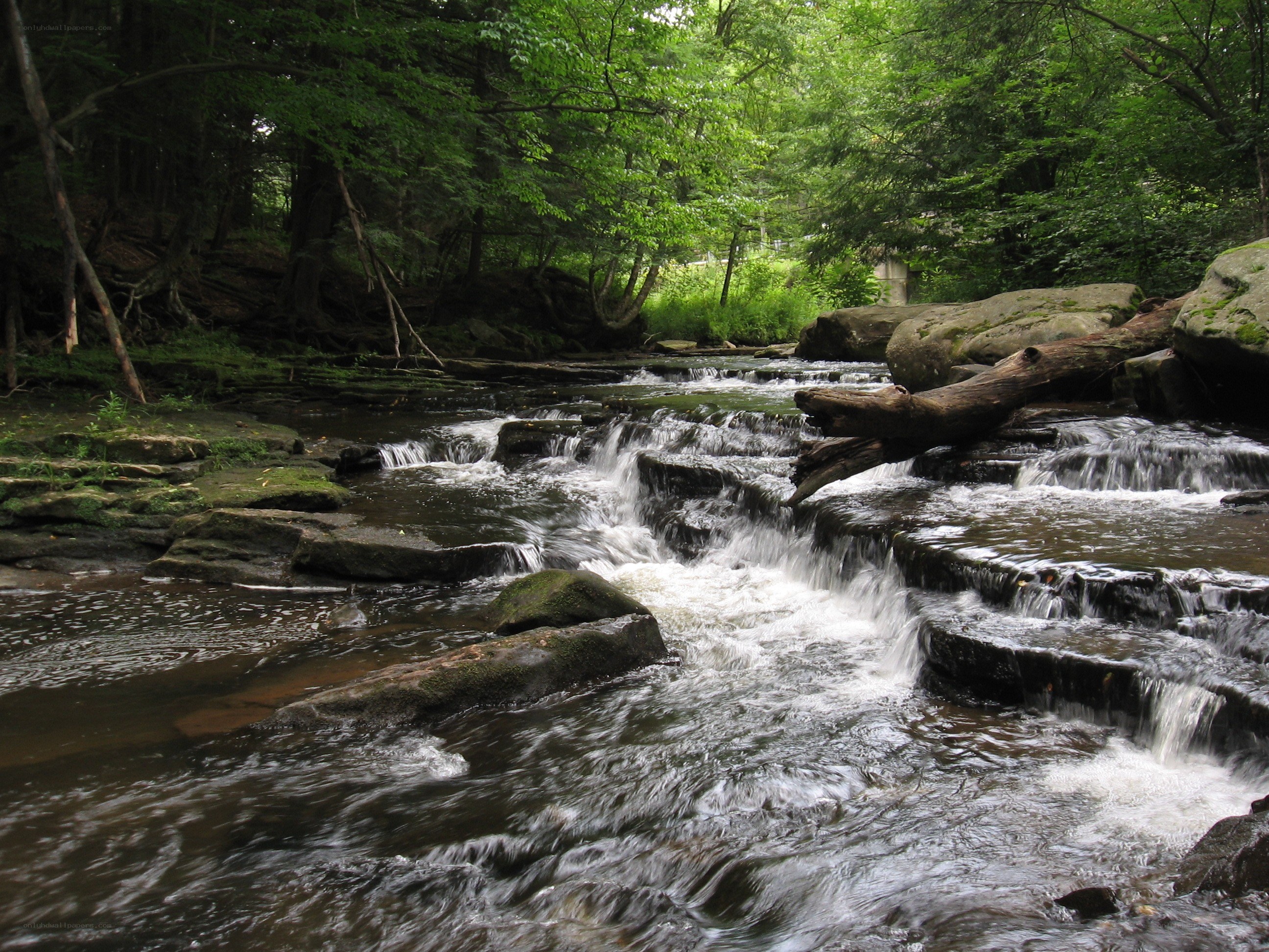 Forest stream with small waterfalls