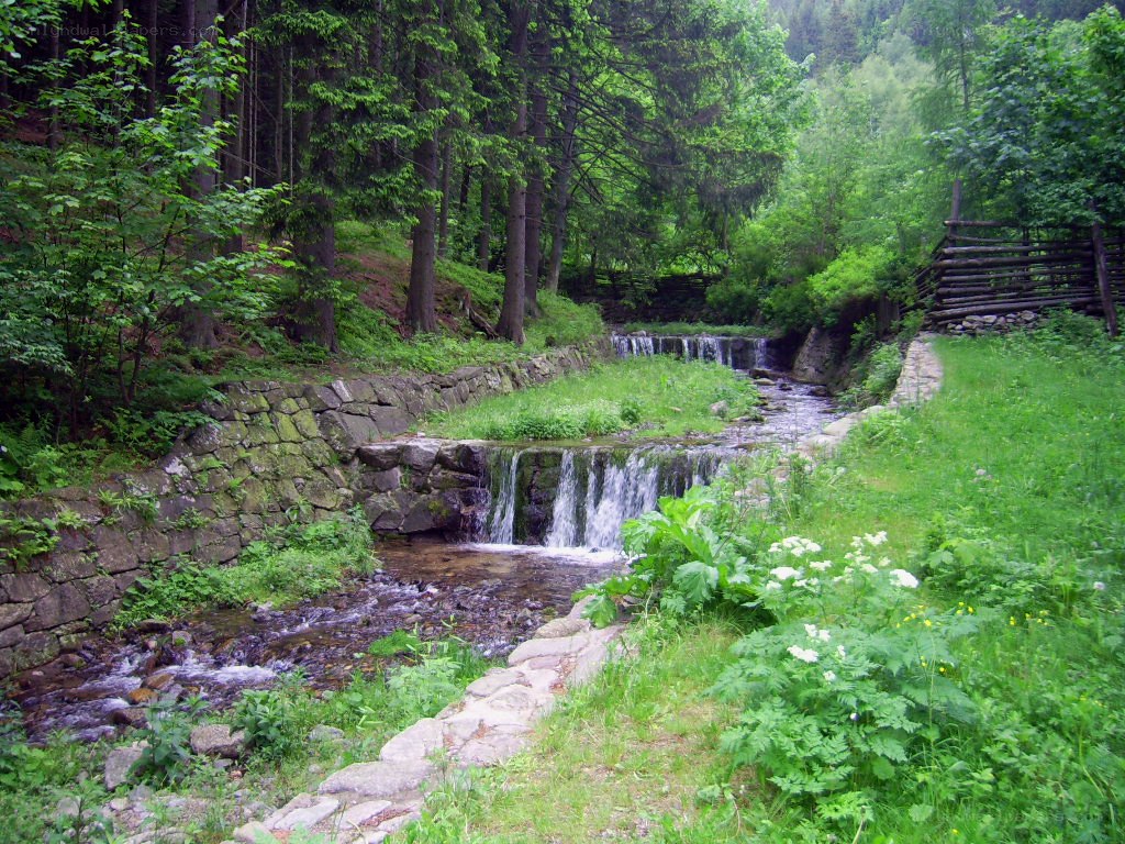 Forest stream with small waterfalls