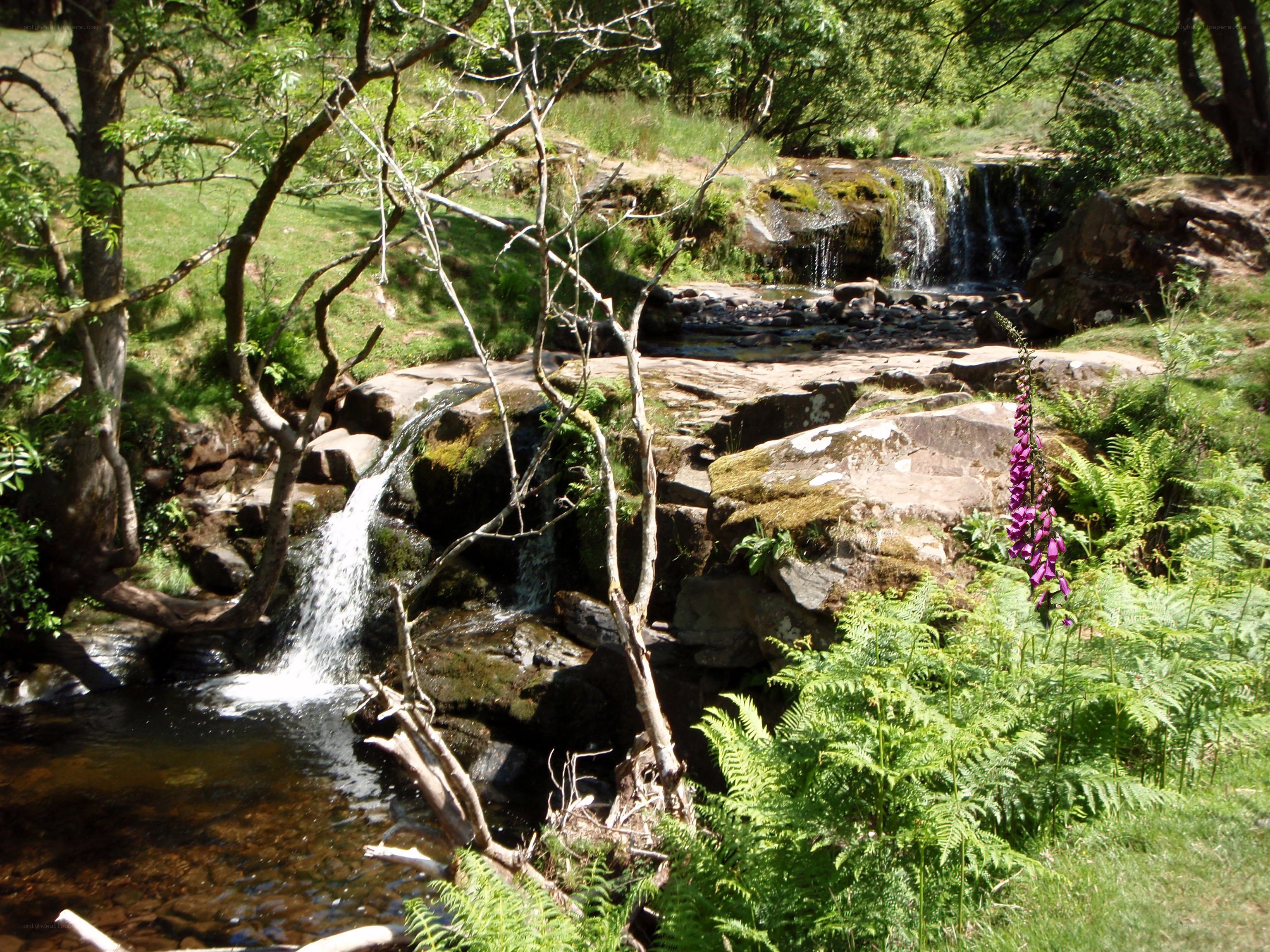 Forest stream with small waterfalls