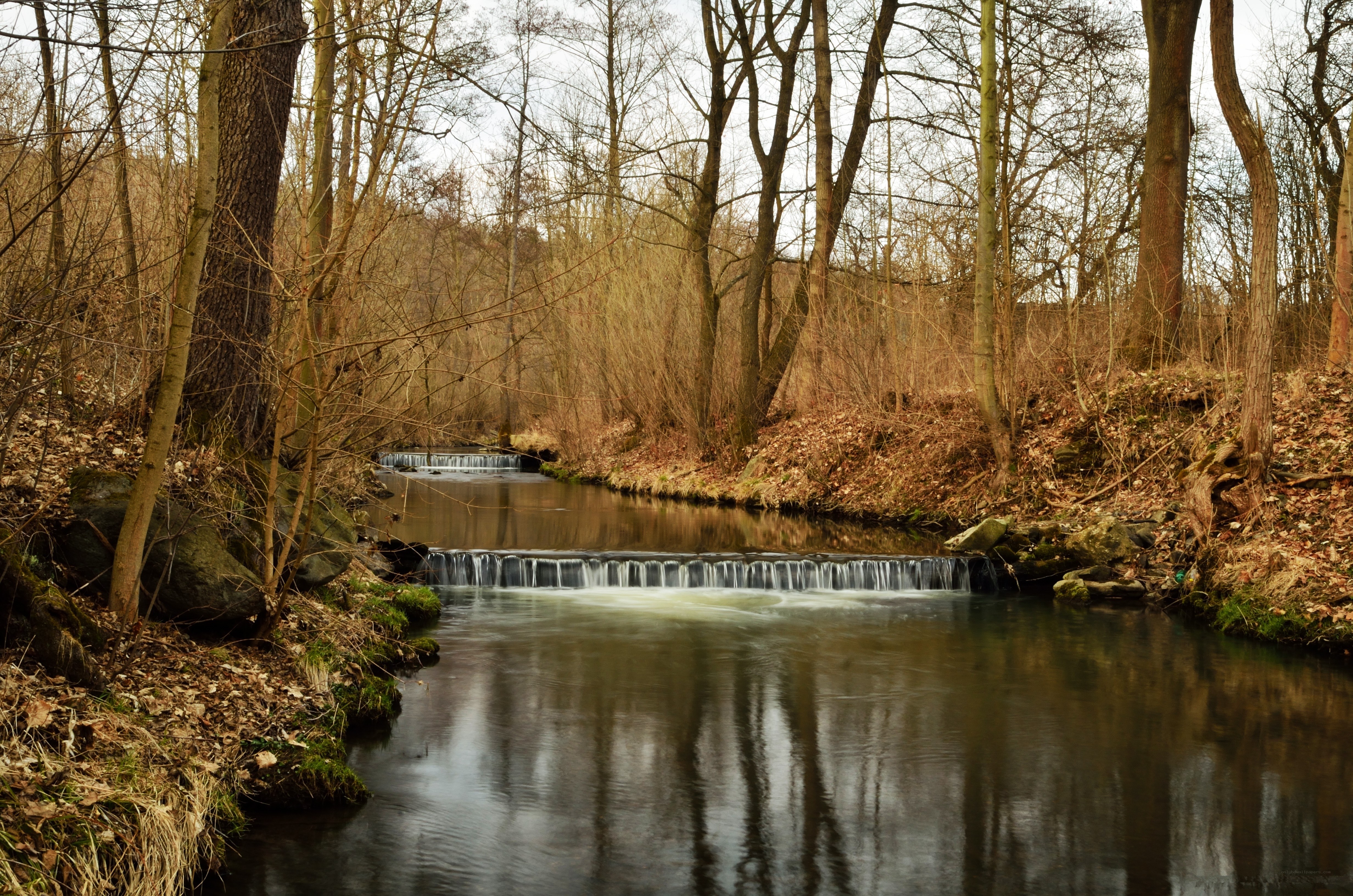 Forest stream with small waterfalls