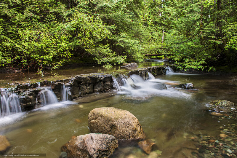 Forest stream with small waterfalls