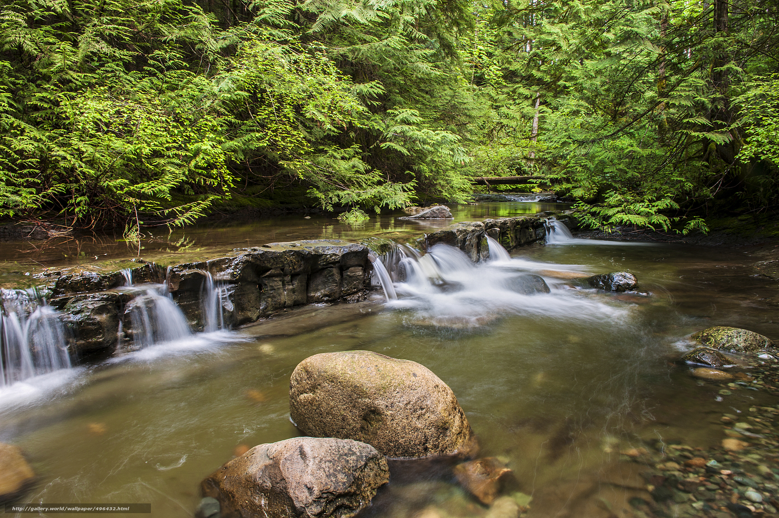 Forest stream with small waterfalls