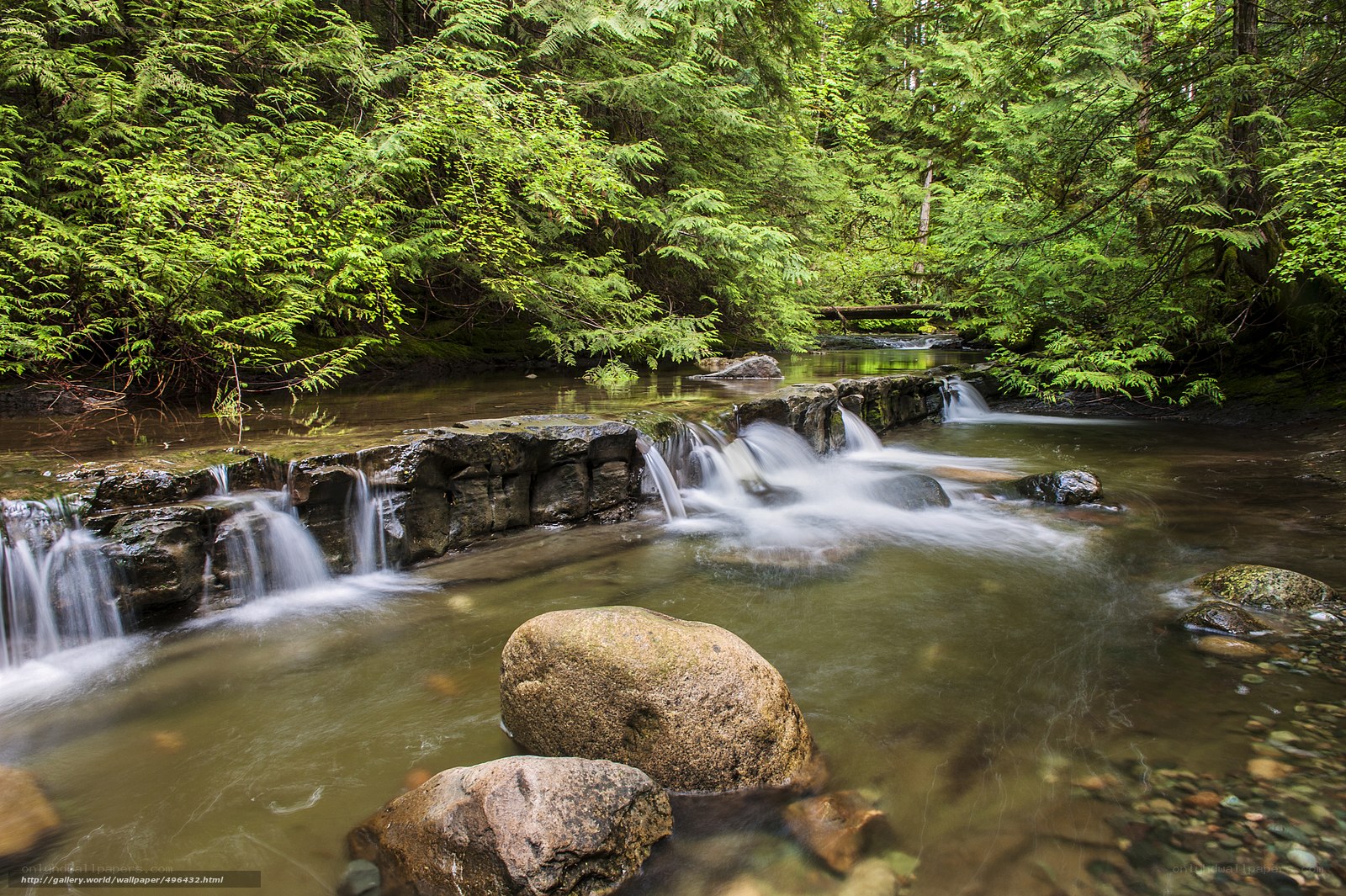Forest stream with small waterfalls