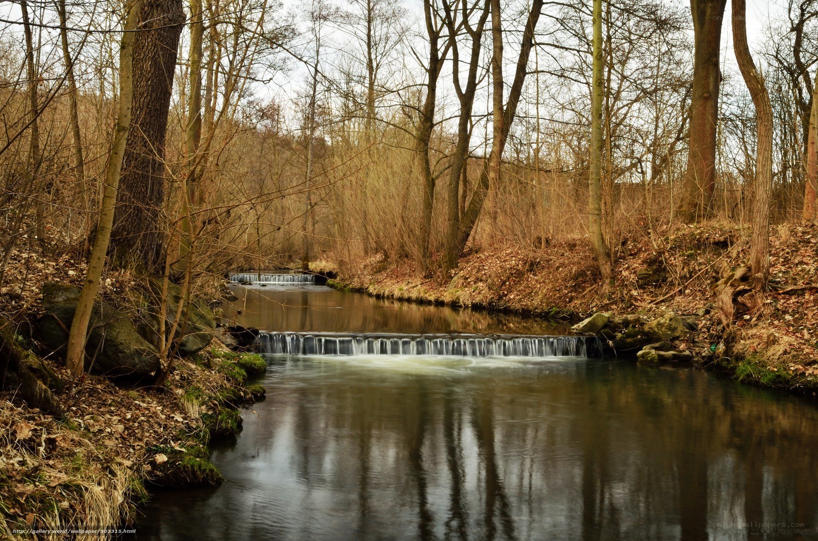 Forest stream with small waterfalls