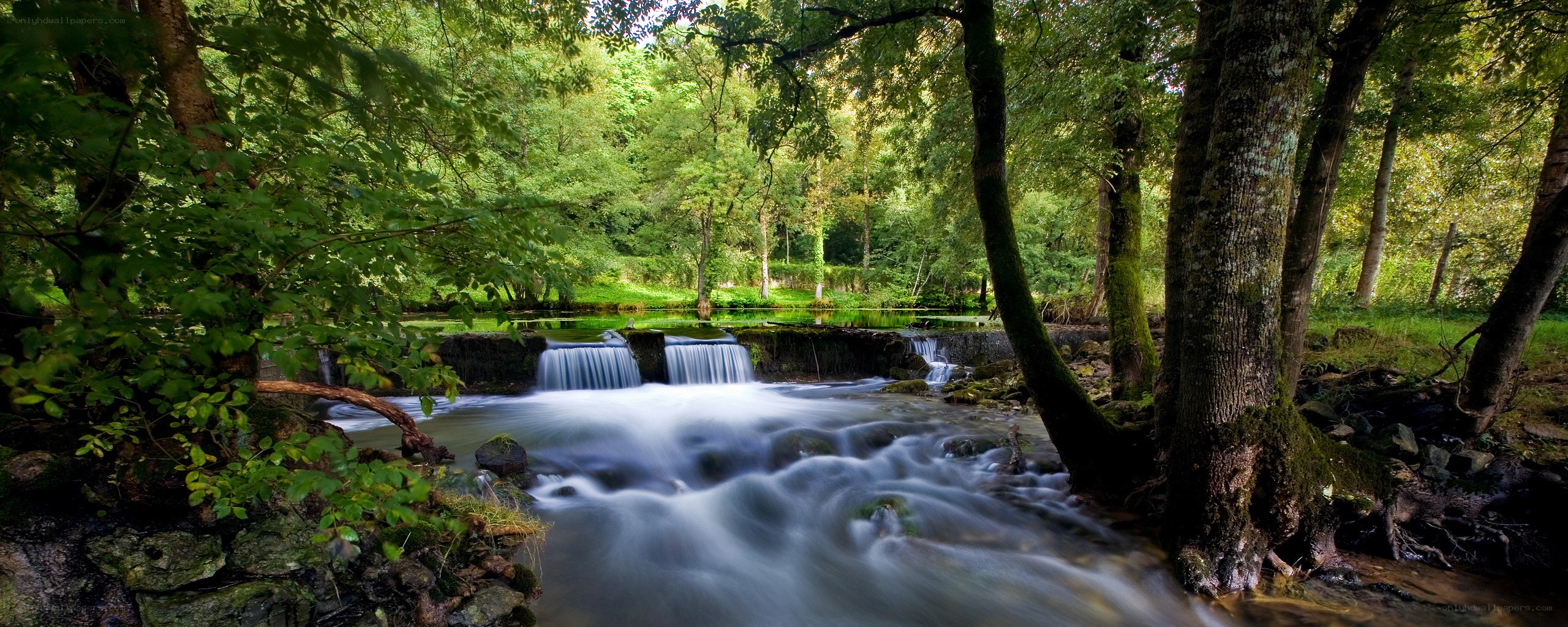 Forest stream with small waterfalls