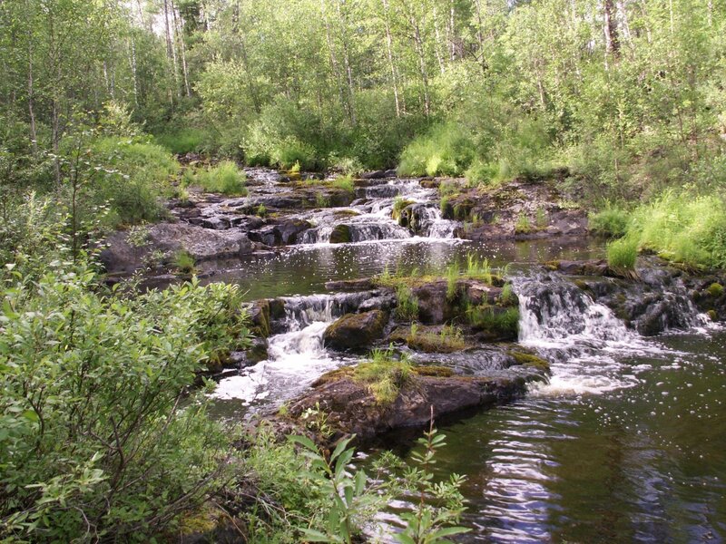 Forest stream with small waterfalls