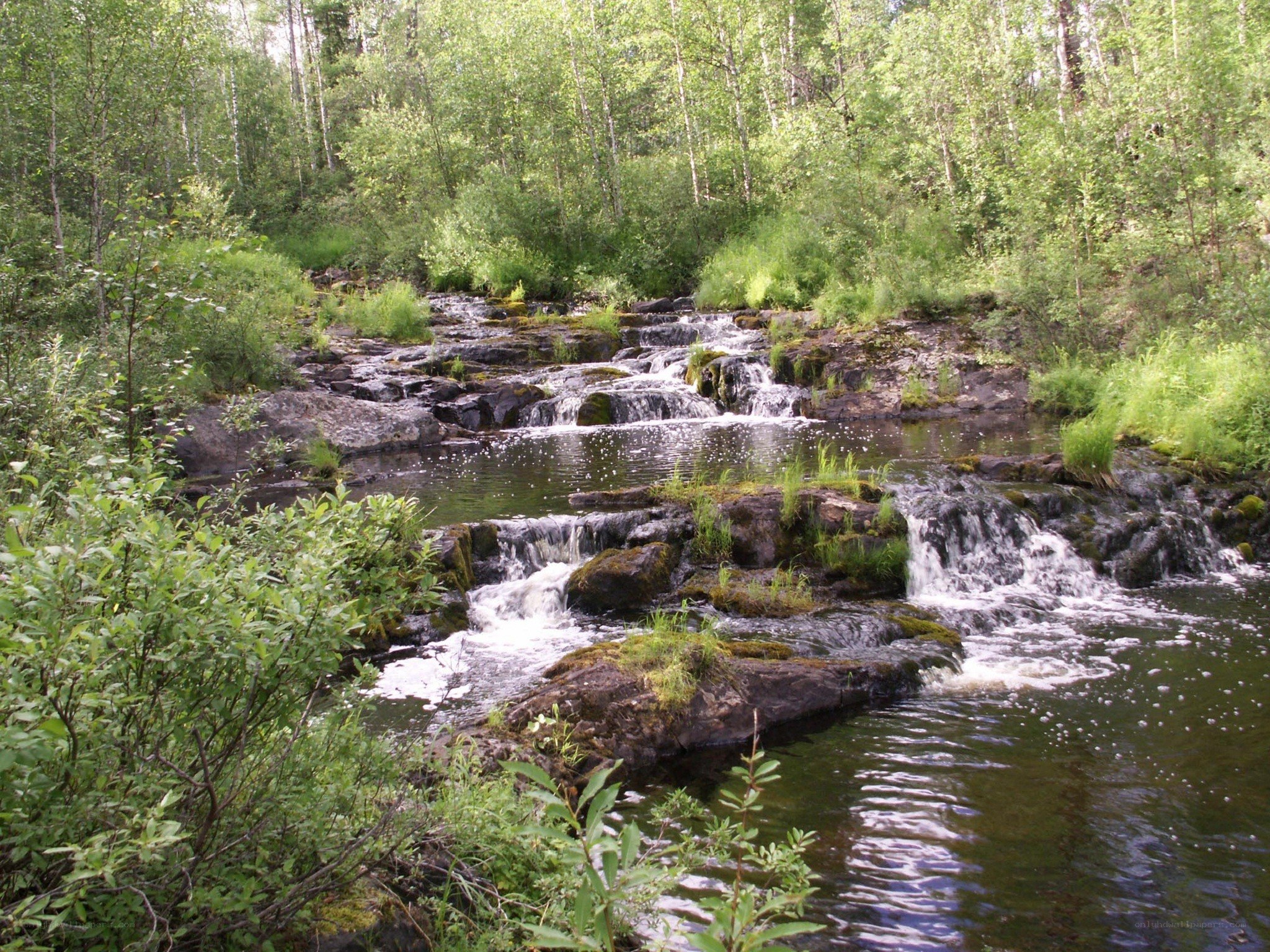 Forest stream with small waterfalls