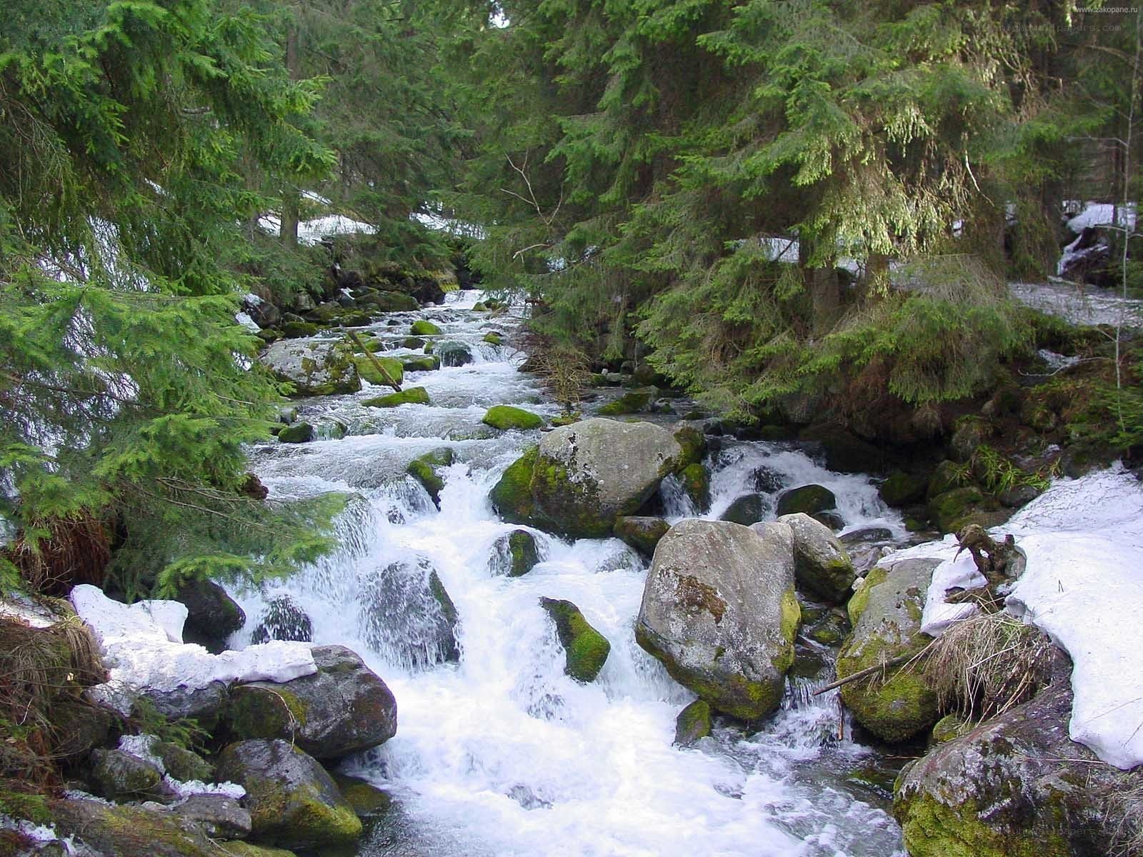 Forest stream with snow
