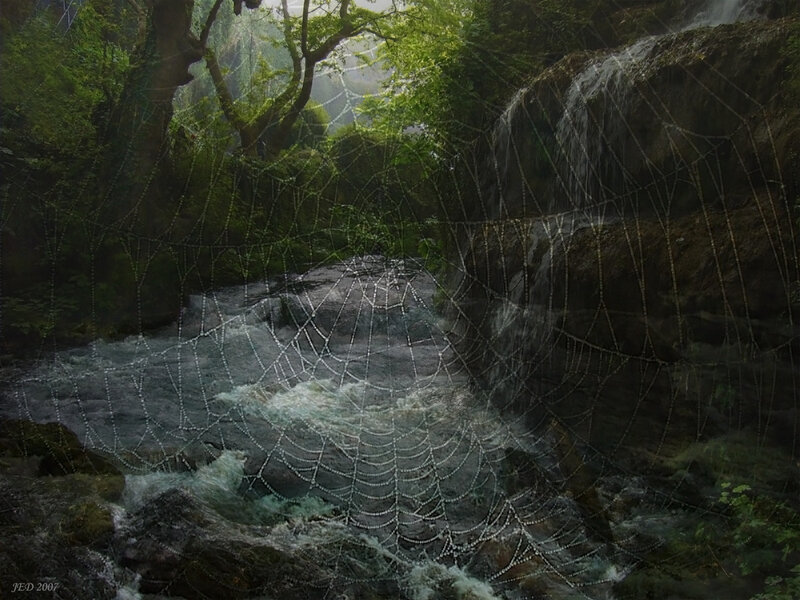 Forest stream with spiderweb