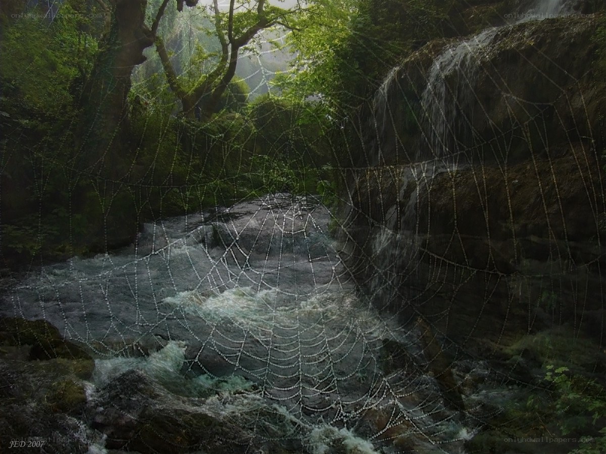 Forest stream with spiderweb