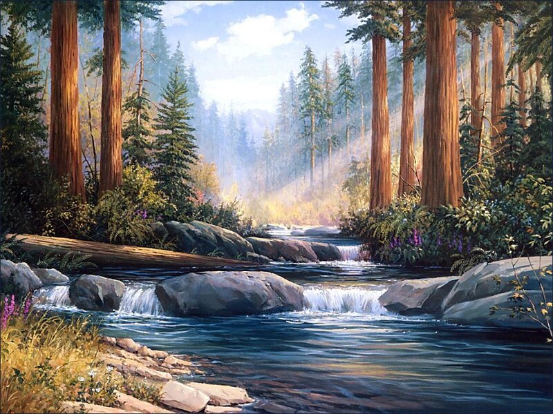 Forest stream with sunlight