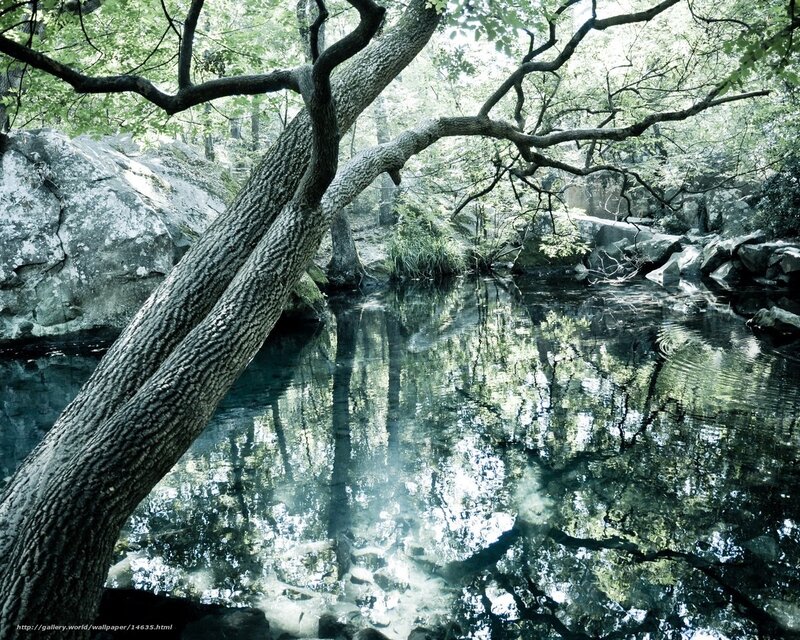 Forest stream with tree reflection