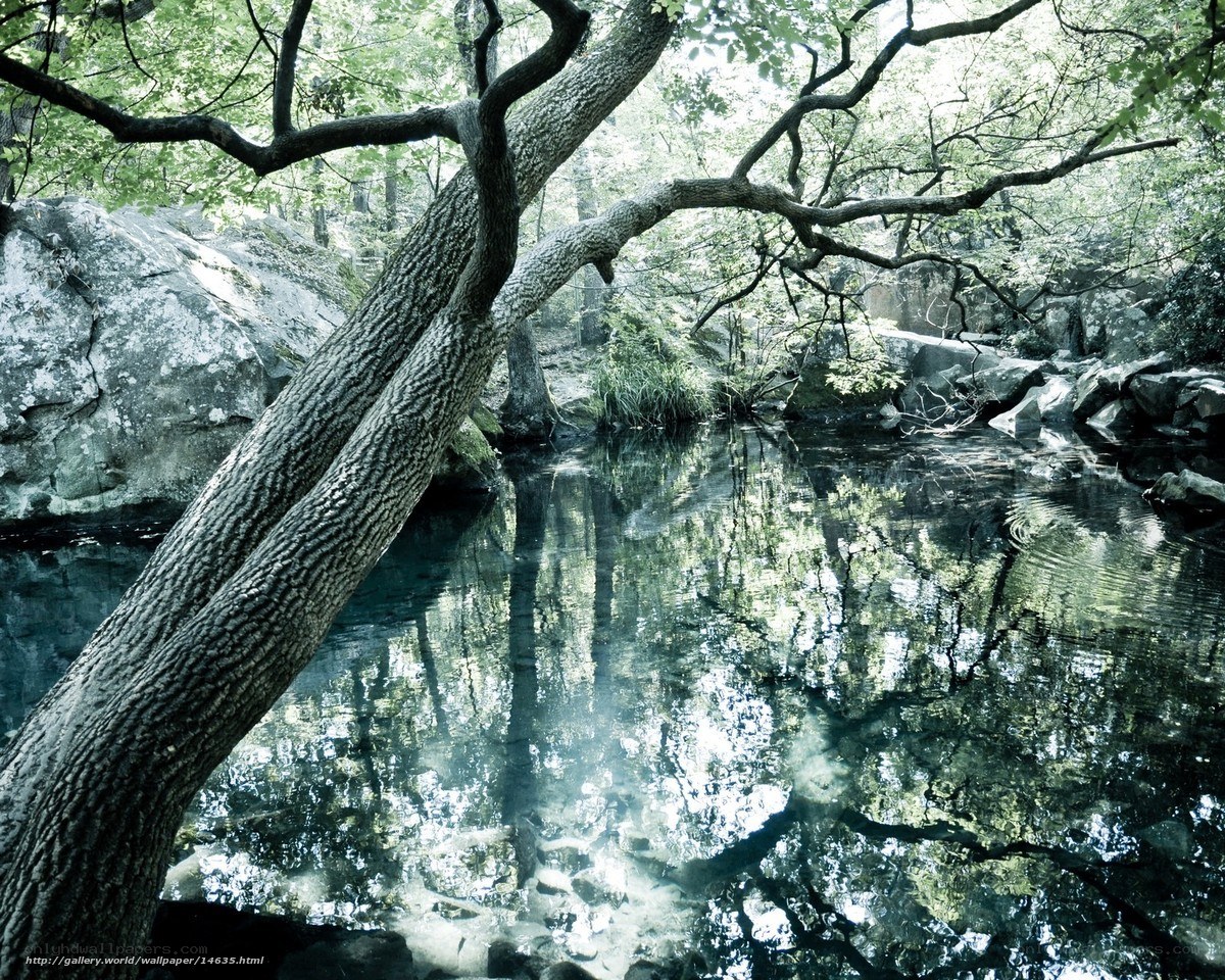 Forest stream with tree reflection