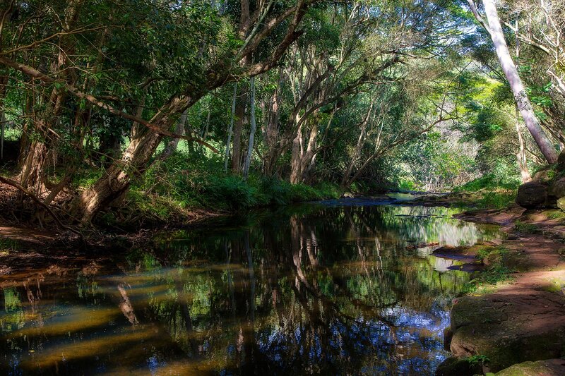 Forest stream with tree reflections