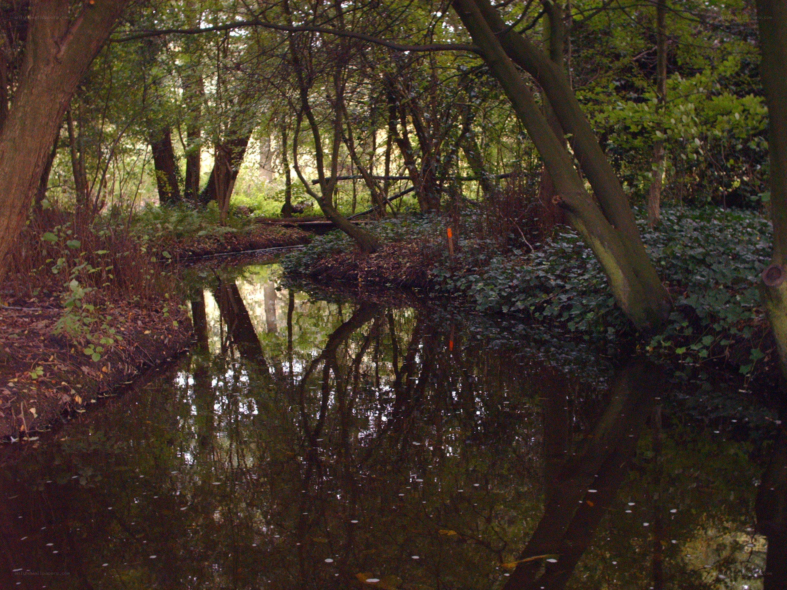 Forest stream with tree reflections