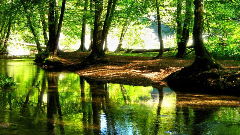 Forest stream with tree reflections