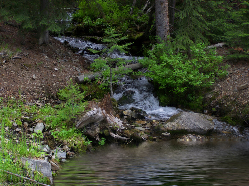 Forest stream with waterfall