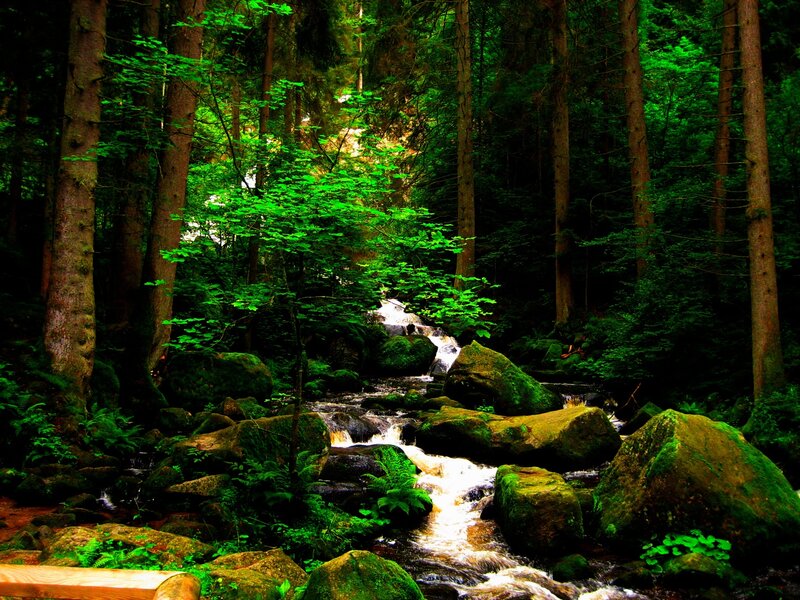 Forest stream with waterfall