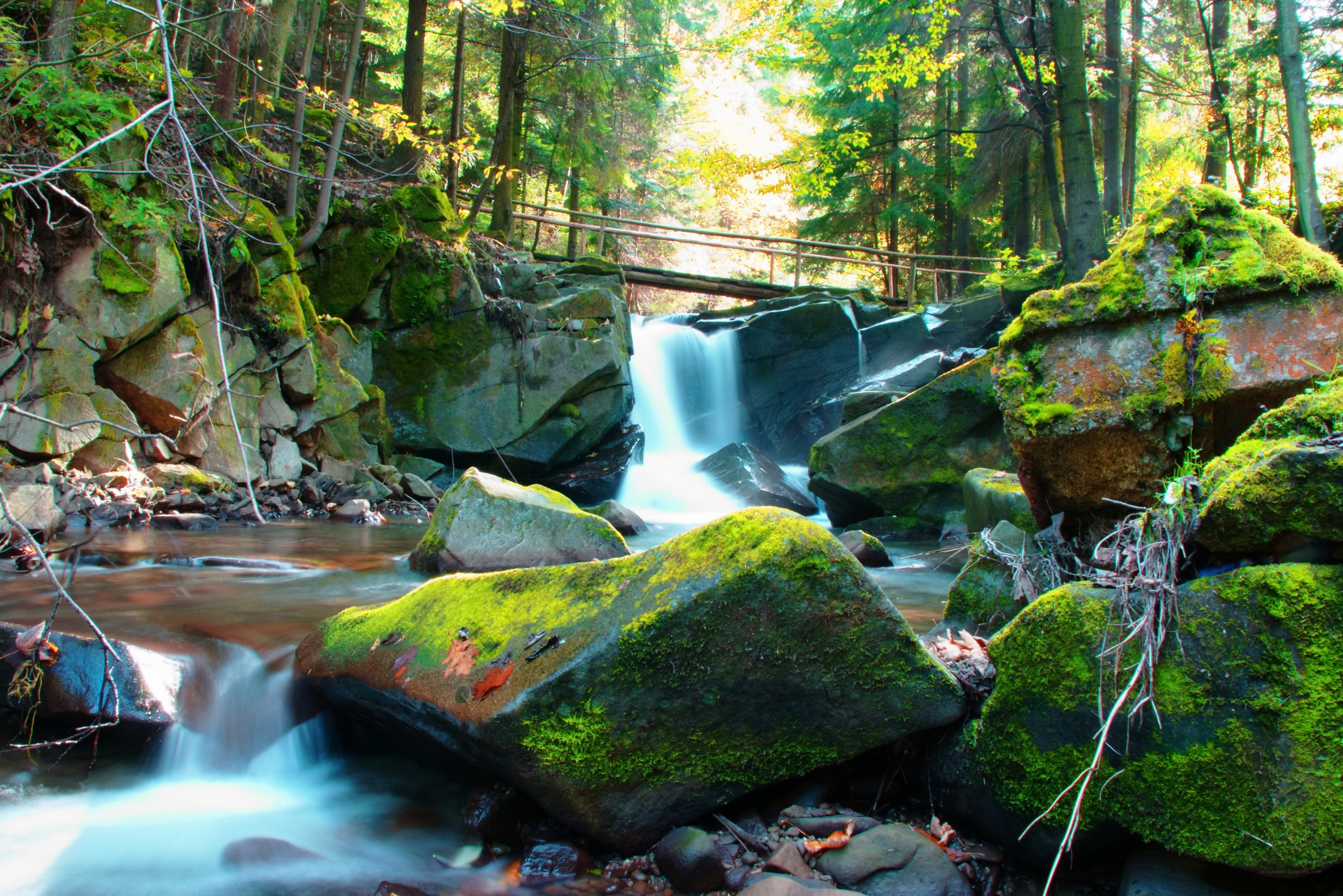 Forest stream with waterfall