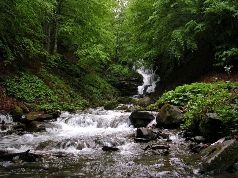 Forest stream with waterfall