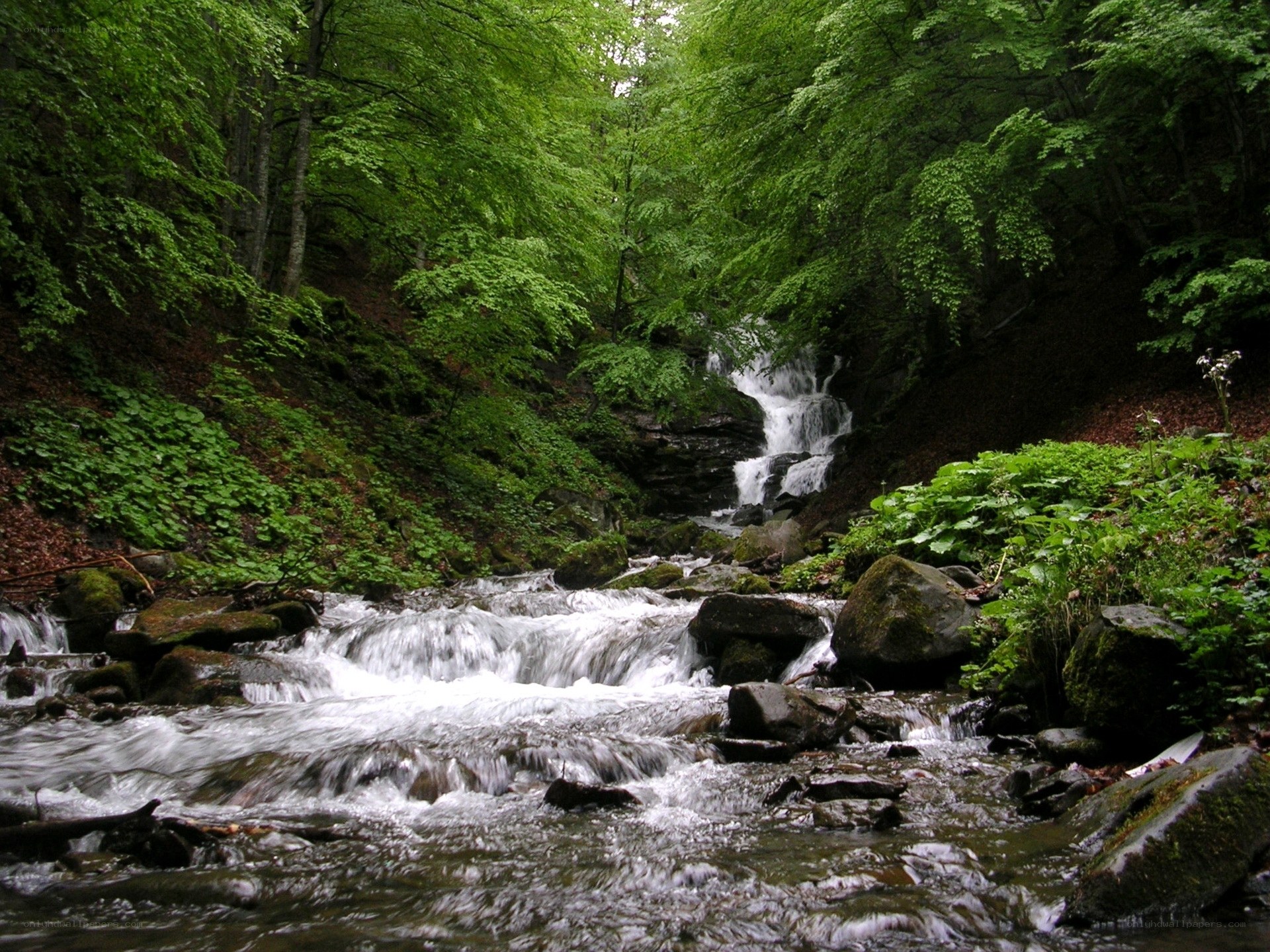 Forest stream with waterfall