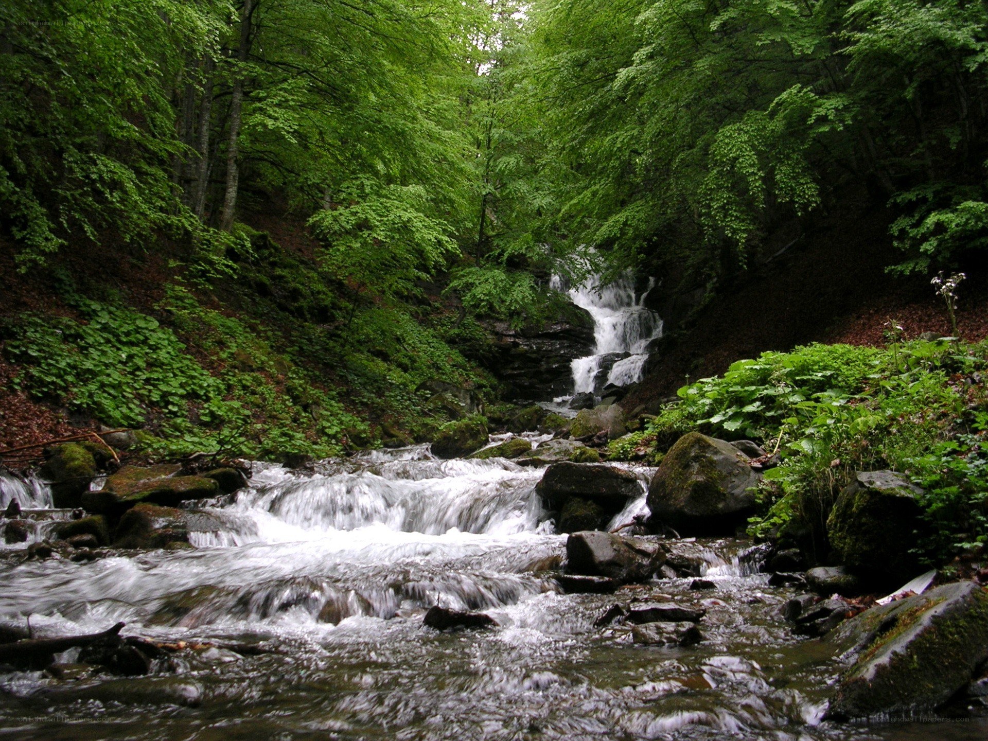 Forest stream with waterfall