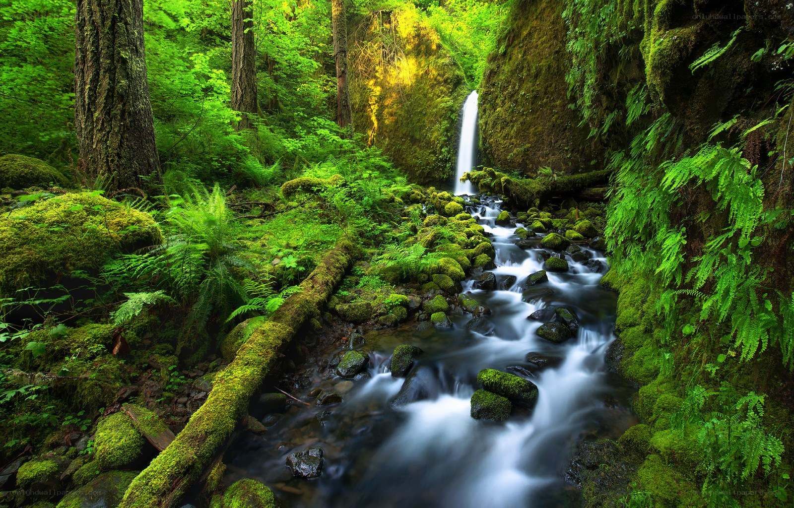Forest stream with waterfall