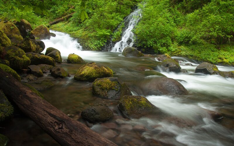 Forest stream with waterfall