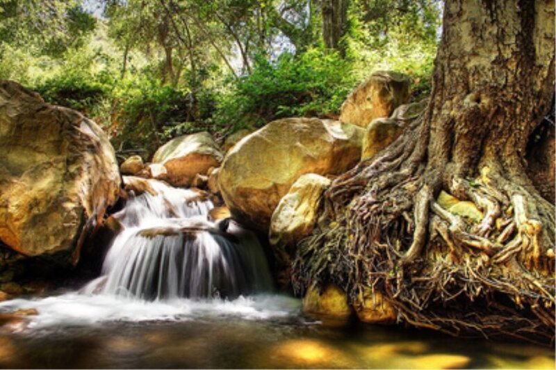 Forest stream with waterfall