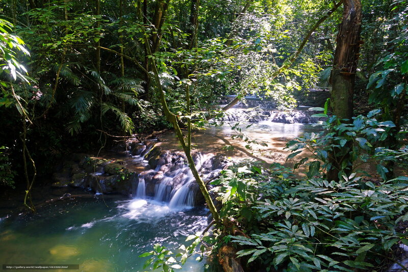 Forest stream with waterfall