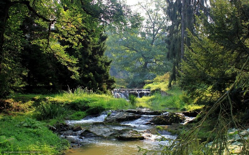 Forest stream with waterfall