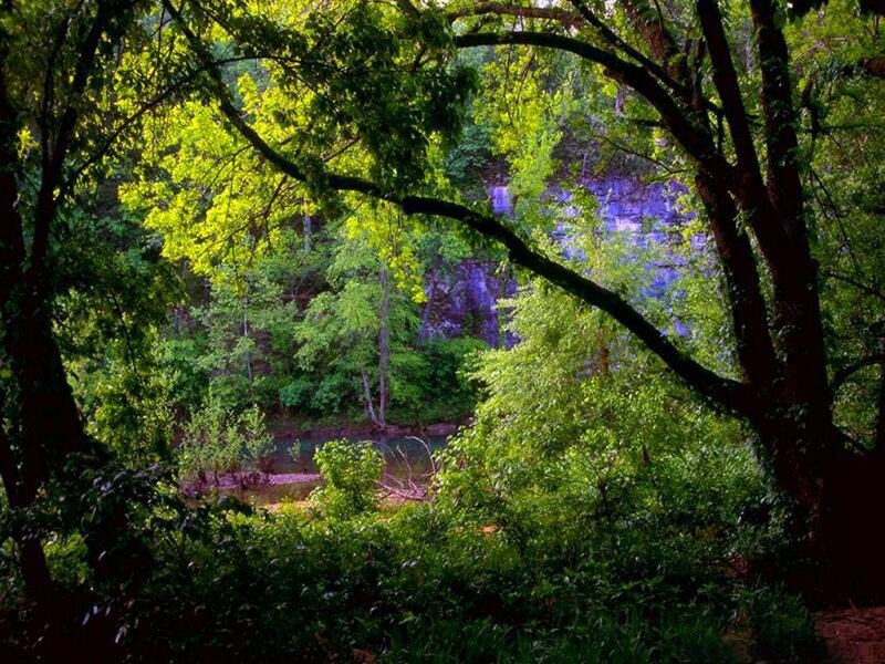 Forest Stream with Waterfall — Green, Serene, Afternoon, Photograph, Trees