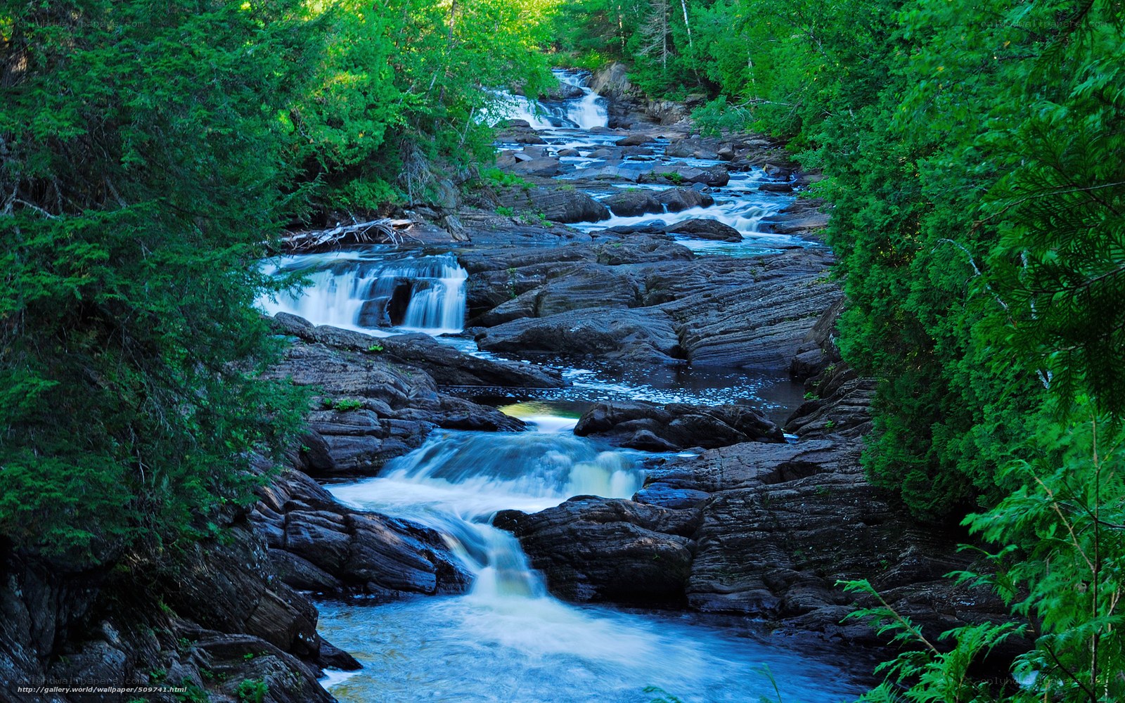 Forest stream with waterfalls