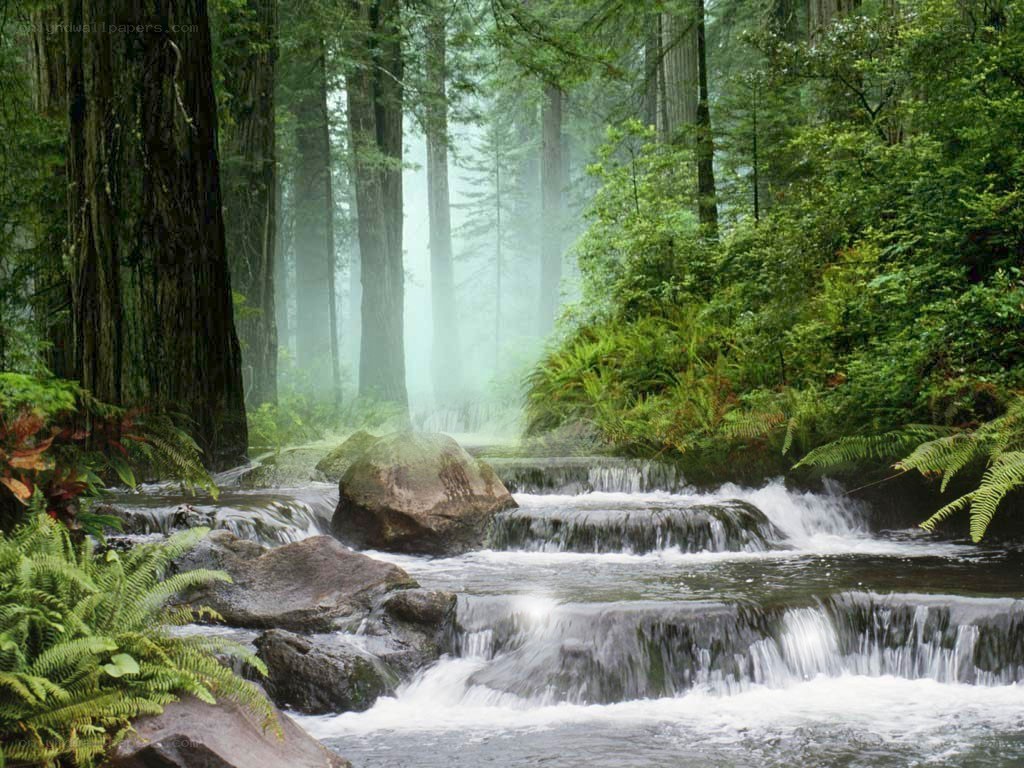 Forest stream with waterfalls