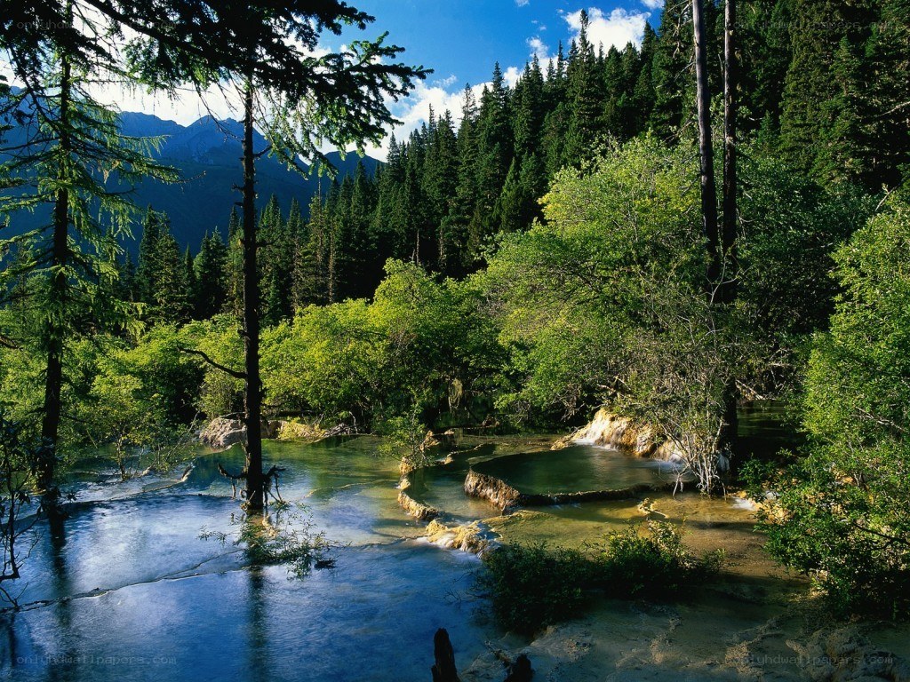 Forest stream with waterfalls