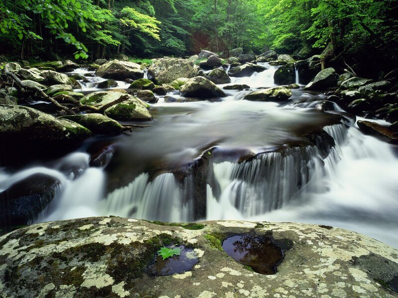 Forest stream with waterfalls
