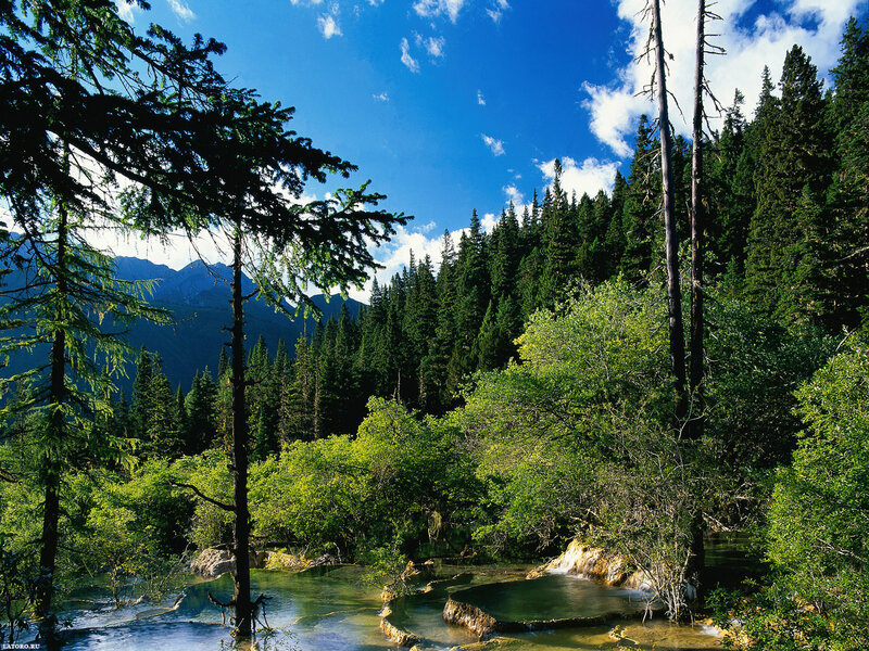 Forest Stream with Waterfalls — Green